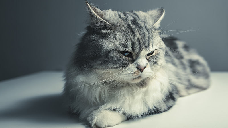 Cat Groom Brush and De-shed
