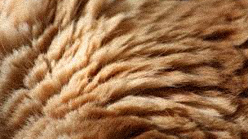 Cat Fur De-matting