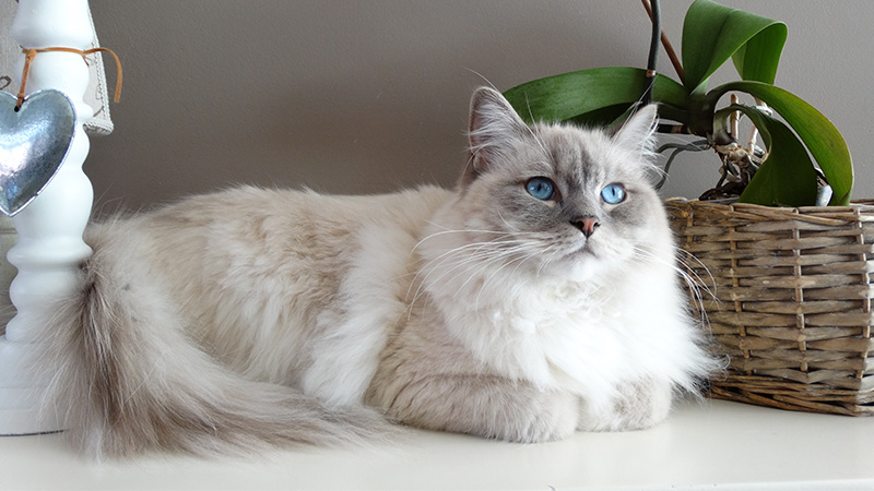 Cat Full Pamper Groom