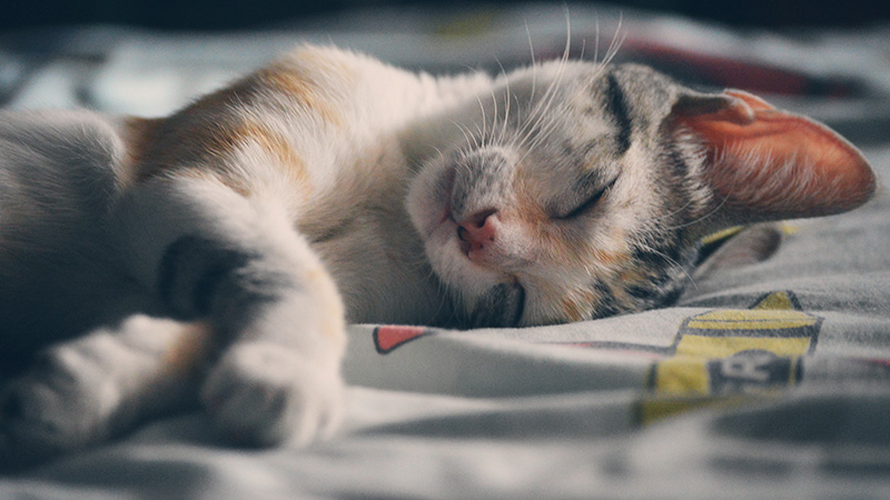 Relaxed sleeping cat