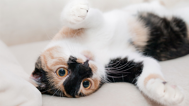 Cat Hygiene Trim