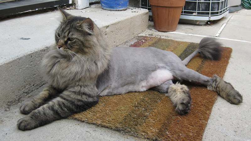 Cat Lion Trim