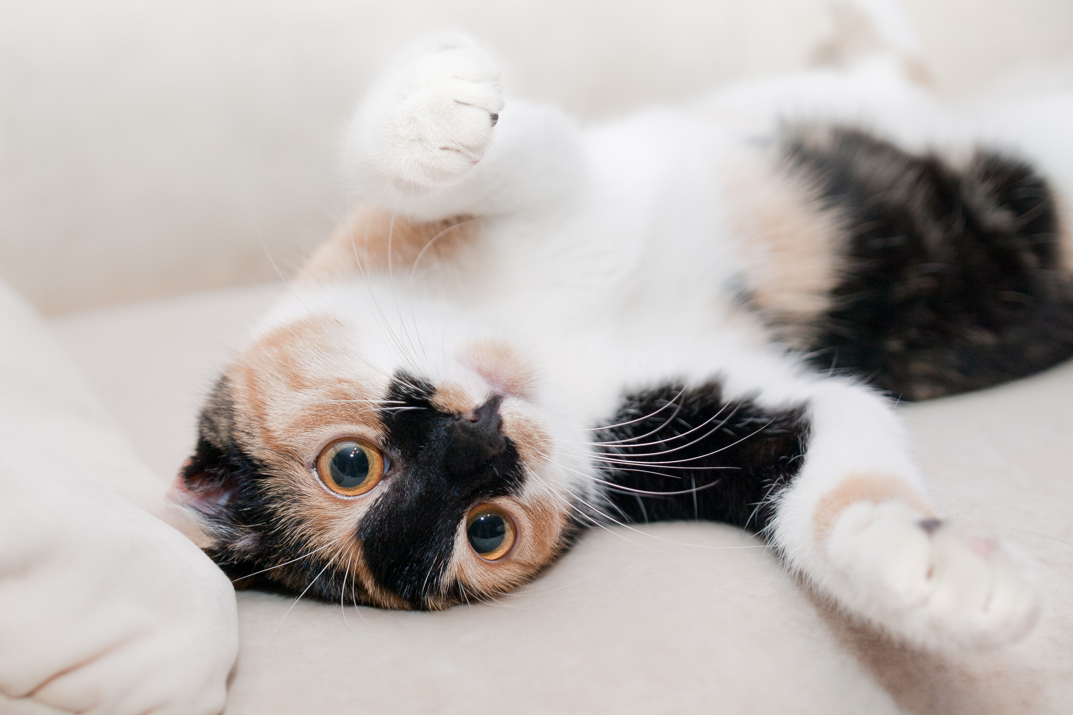 Happy playful cat after grooming