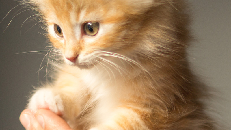 Cat Lion Trim